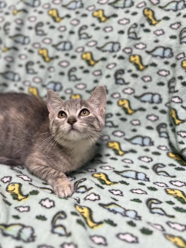 A baby medium-sized female Domestic Medium Hair cat named Lola for adoption in Jackson, MI
