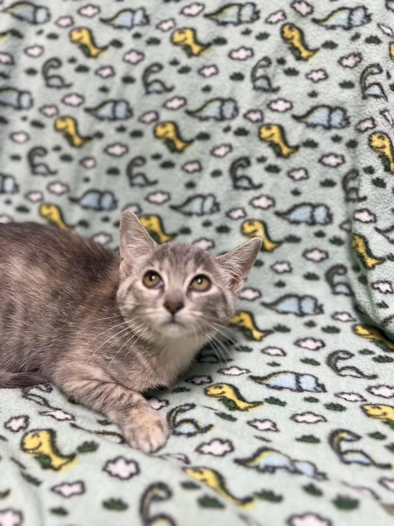 Lola thumbnail 2