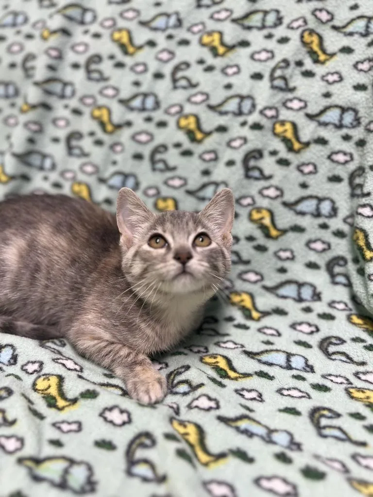 Lola thumbnail 3