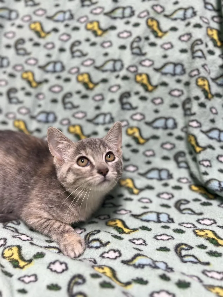 Lola thumbnail 4