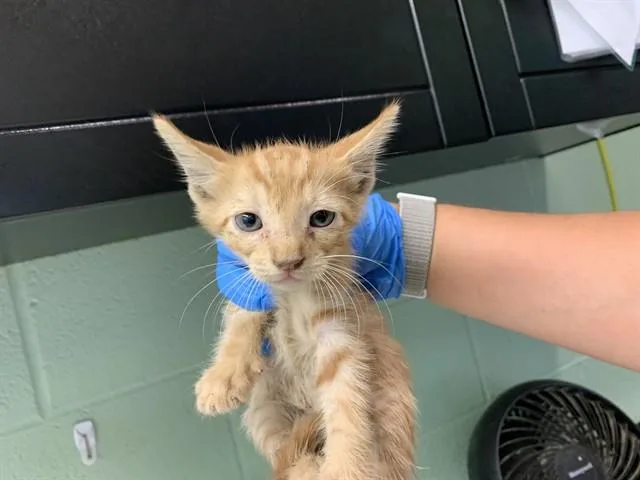 A baby small-sized male Domestic Short Hair cat named Scott for adoption in Grand Prairie, TX