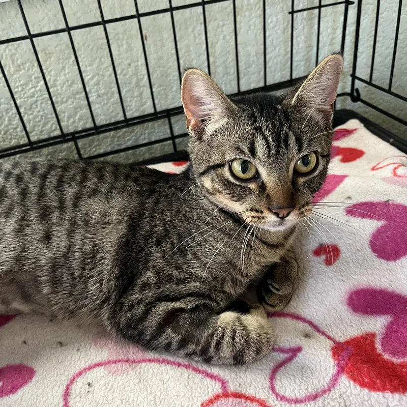 A baby medium-sized female Tabby (Brown / Chocolate) Domestic Short Hair cat named June for adoption in Moline, IL