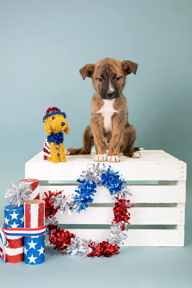 A baby medium-sized male Shepherd dog named 551-26 for adoption in Brighton, CO