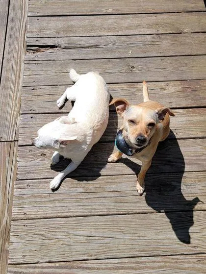 An adult small-sized male Chihuahua dog named Casper for adoption in Shawano, WI