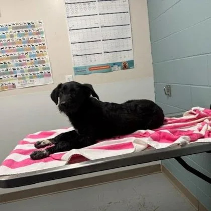 A young large-sized female Standard Poodle dog named Spaghetti for adoption in Kansas City, MO