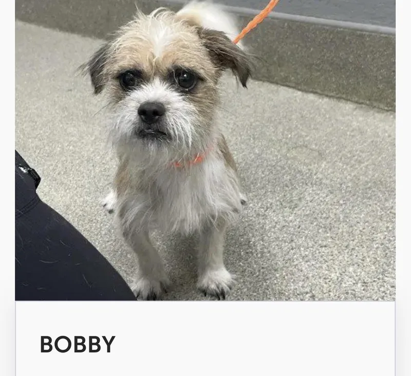 A young small-sized male Shih poo dog named Bobby for adoption in Las Vegas, NV