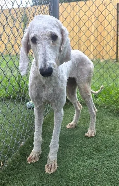 An adult large-sized female Mixed Breed dog named Madonna for adoption in Columbia, SC