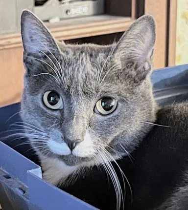 Velvetine thumbnail 2