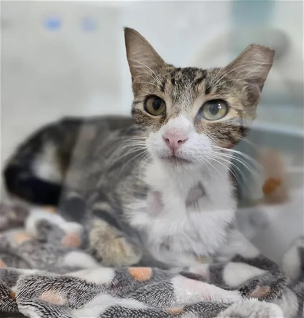 A young medium-sized female Domestic Short Hair cat named Cat for adoption in Dallas, TX