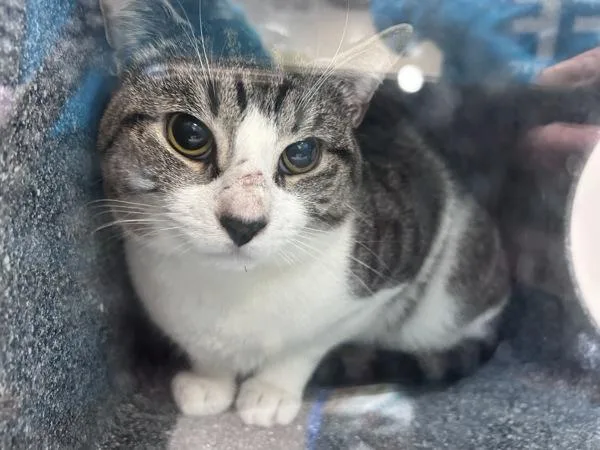 An adult medium-sized male Domestic Short Hair cat named Business Man for adoption in New York, NY