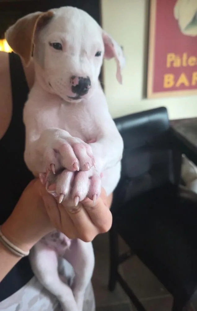 A baby small-sized male Tricolor (Brown, Black, & White) Beagle dog named Roger for adoption in Amherst, NY