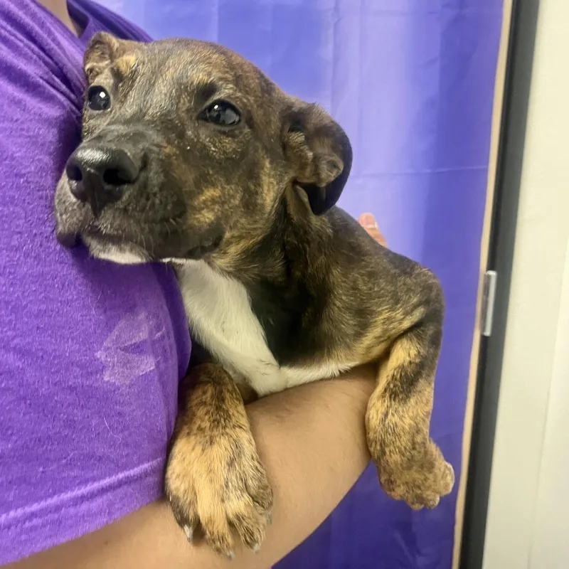 A baby large-sized female Pit Bull Terrier dog named Meringue for adoption in Bullhead City, AZ