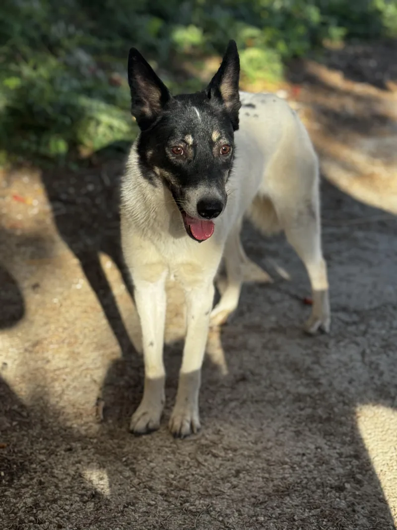 A young medium-sized female Black Canaan Dog named Asmahan for adoption in Somerset, NJ