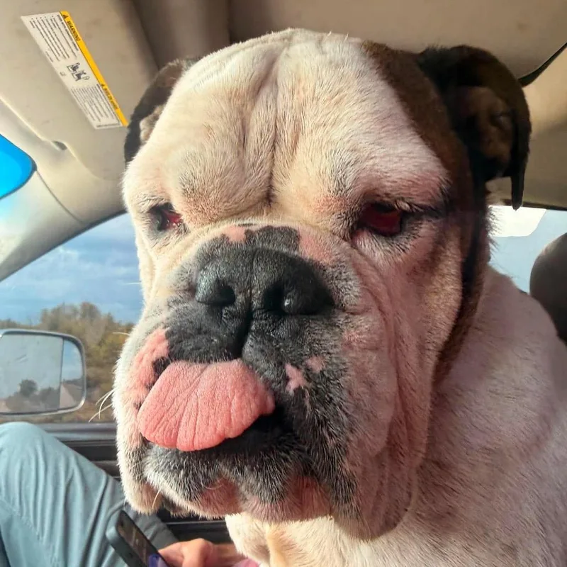 A senior medium-sized female English Bulldog dog named Ellie for adoption in Pittsburg, KS
