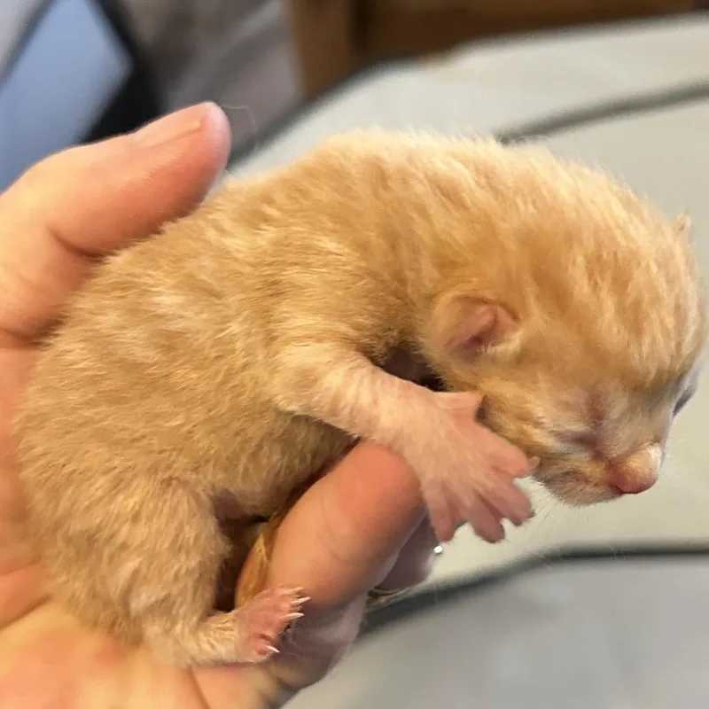 A baby small-sized male Orange / Red Domestic Short Hair cat named Bud for adoption in Corydon, IN