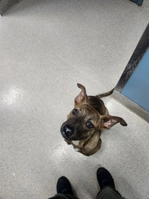 A young small-sized female Pit Bull Terrier dog named Meeko for adoption in Newton, NC
