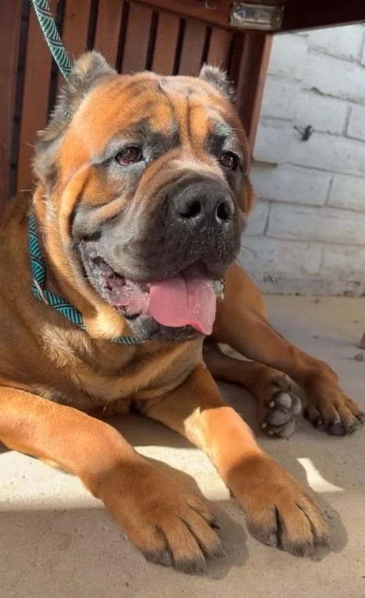 A young medium-sized male Cane Corso dog named Captain Hook for adoption in Glendale, AZ