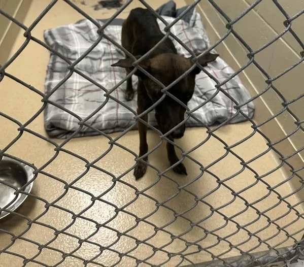 An adult medium-sized female Pit Bull Terrier dog named Toodles for adoption in Covington, GA