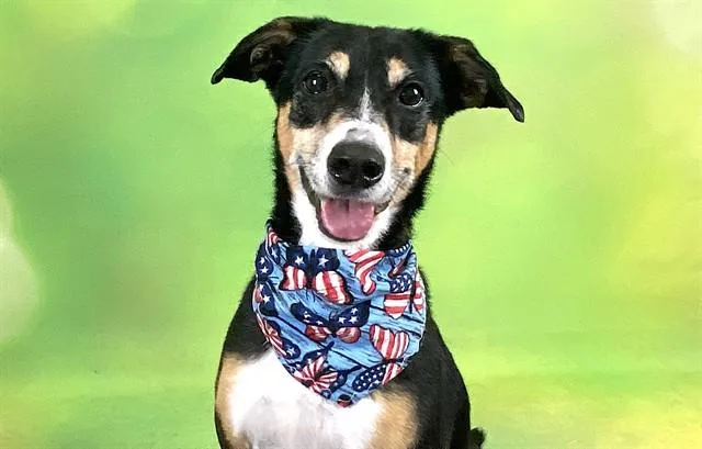An adult medium-sized female German Shepherd Dog dog named Chloe for adoption in Fort Lauderdale, FL