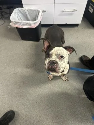 An adult medium-sized male Mixed Breed dog named Zeus for adoption in West Chester, PA