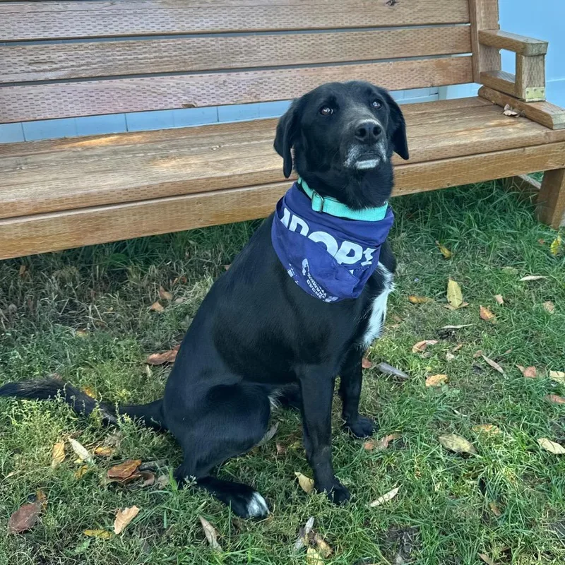 An adult medium-sized female Labrador Retriever dog named Echo for adoption in Logan, UT