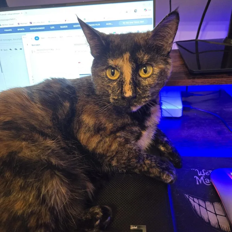 An adult medium-sized female Black Domestic Short Hair cat named Lola R for adoption in Cary, NC