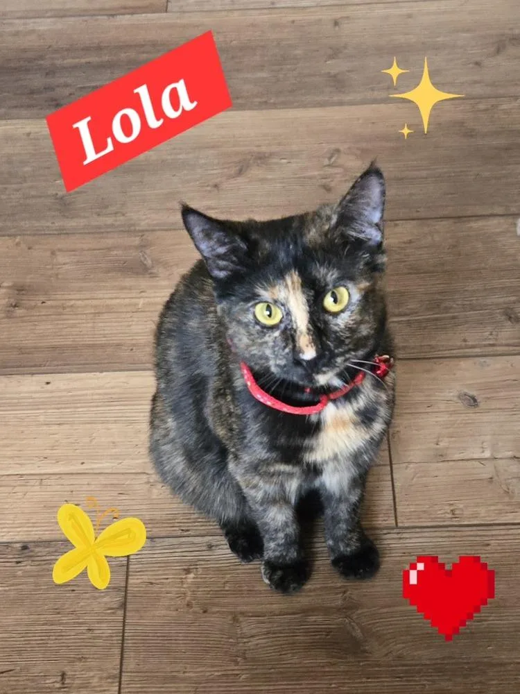 Lola R thumbnail 5