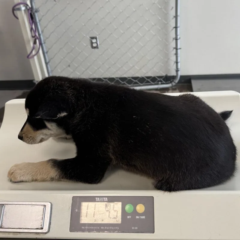 A baby small-sized male Black Mixed Breed dog named Fred for adoption in Las Cruces, NM