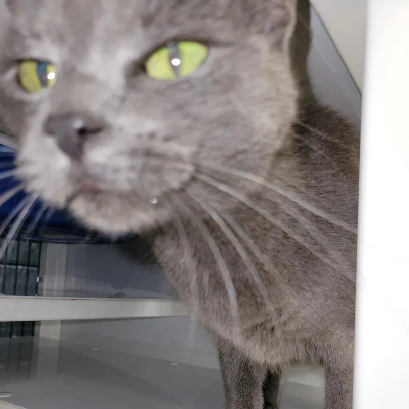 An adult medium-sized female Gray / Blue / Silver Domestic Short Hair cat named Gracie for adoption in Fredericksburg, VA
