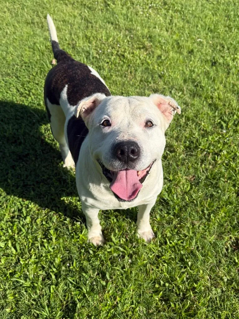 An adult large-sized male Mixed Breed dog named Hank for adoption in Metter, GA
