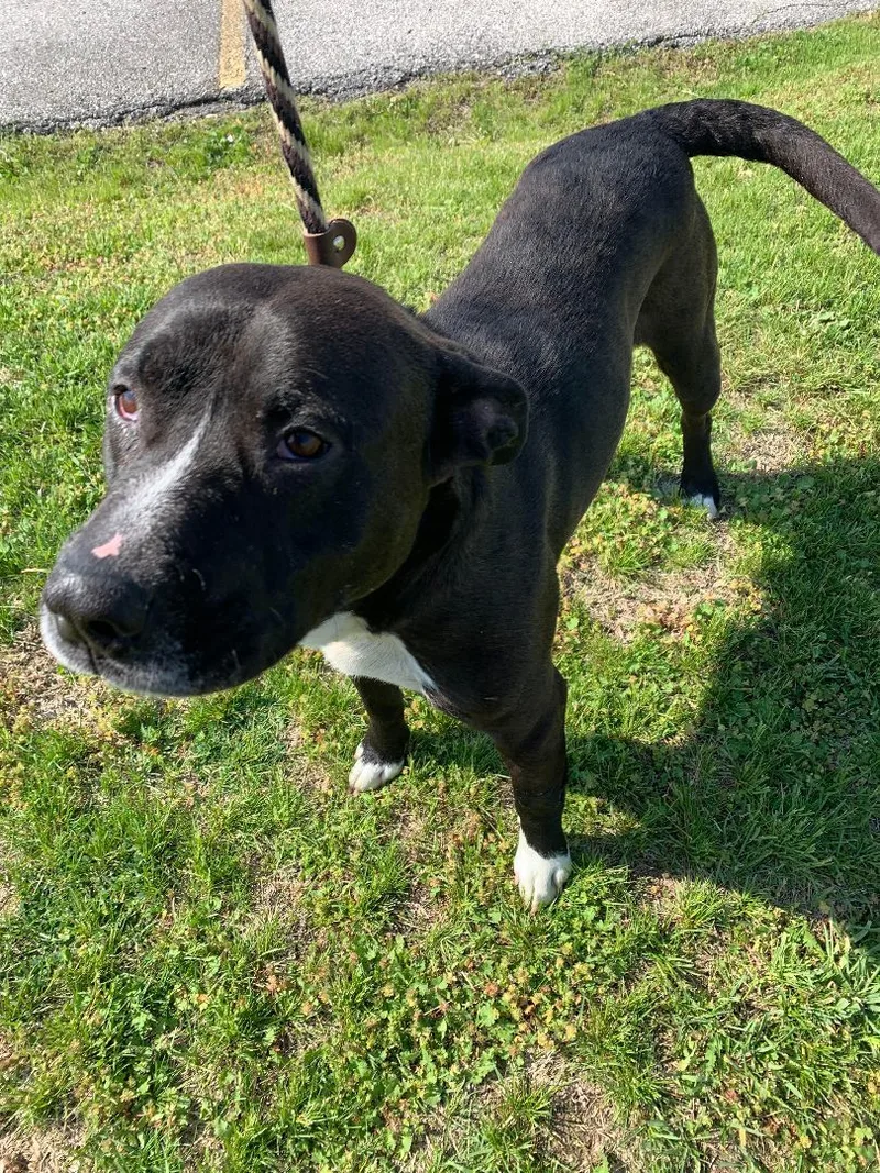 An adult large-sized male Black Pit Bull Terrier dog named Trigger for adoption in Terre Haute, IN
