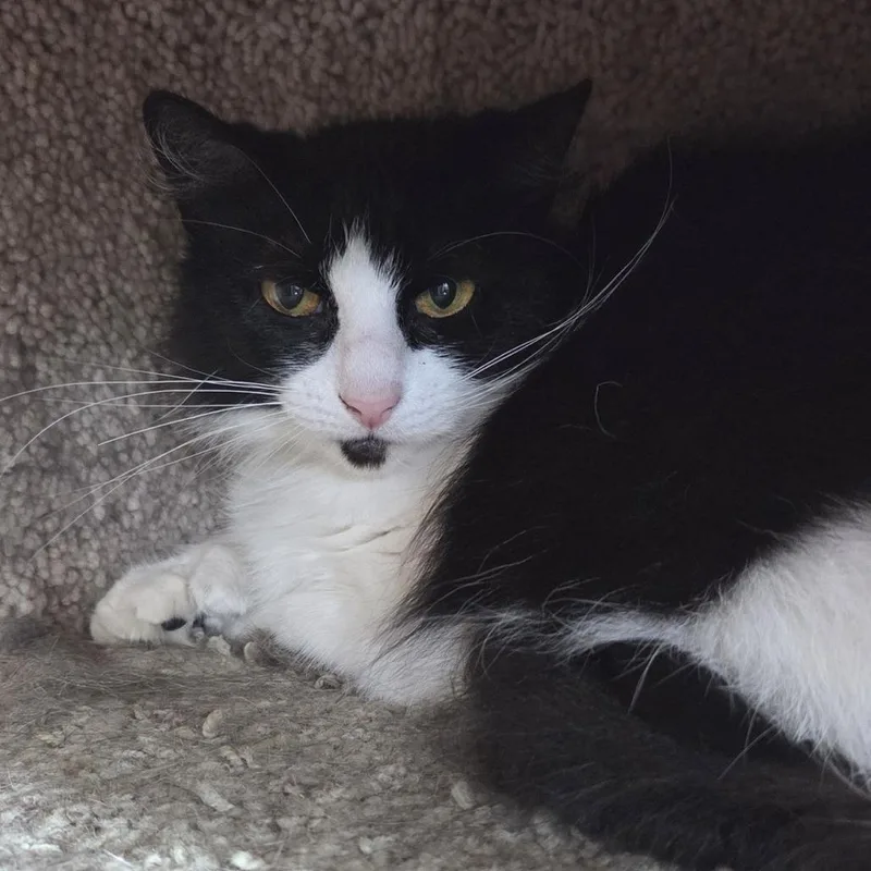 An adult large-sized female Black Domestic Long Hair cat named Ranni for adoption in Brimfield, MA