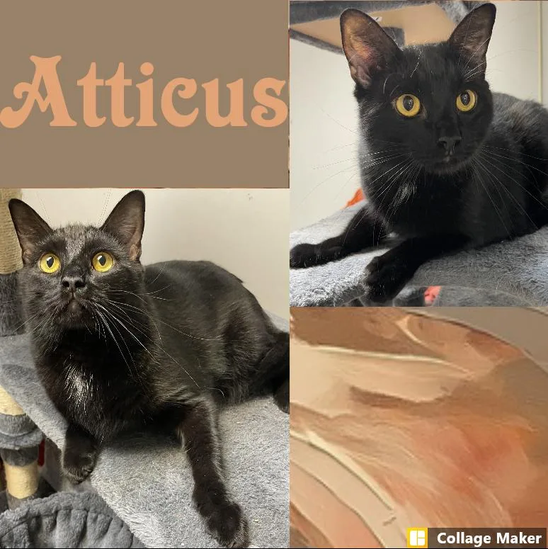 An adult medium-sized male Domestic Short Hair cat named Atticus for adoption in Clearfield, PA