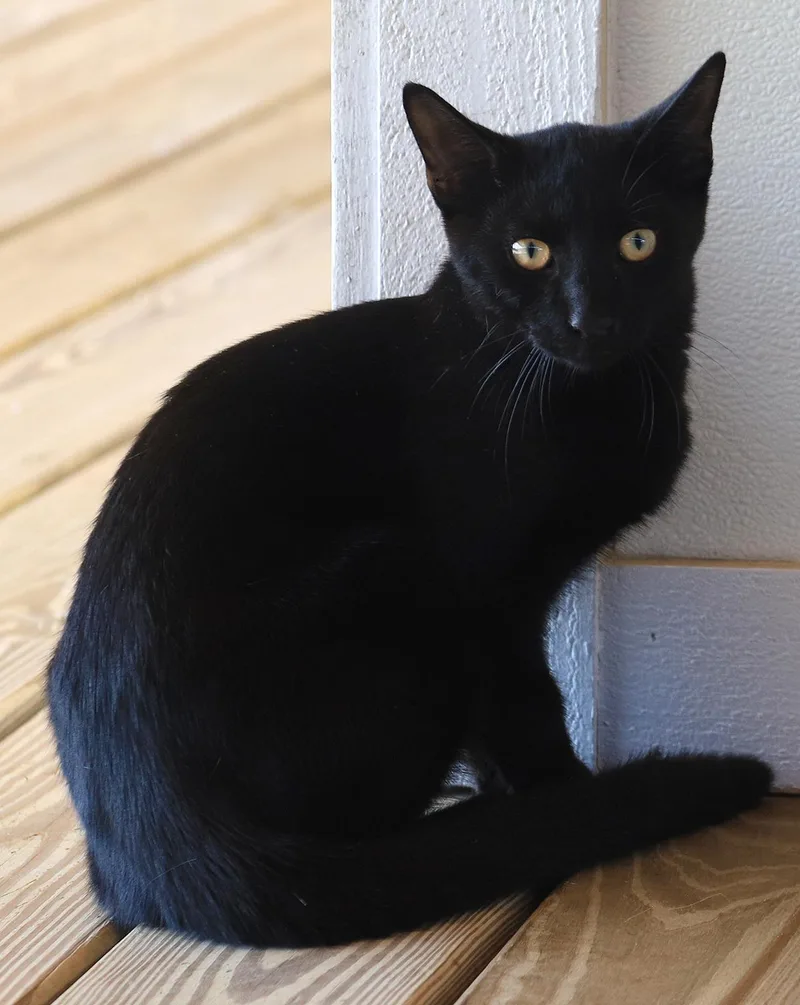 A young medium-sized male Domestic Short Hair cat named Gizmo for adoption in North Fort Myers, FL
