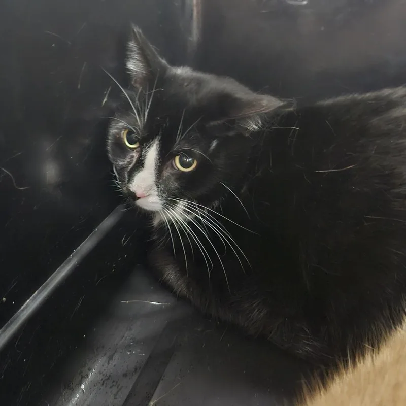 An adult large-sized male Domestic Short Hair cat named Han for adoption in Tampa, FL