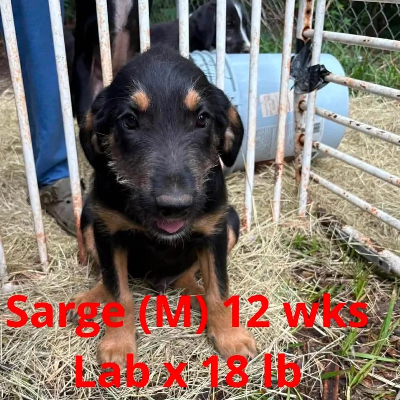 A young large-sized male Labrador Retriever dog named Sarge for adoption in Pomfret Center, CT