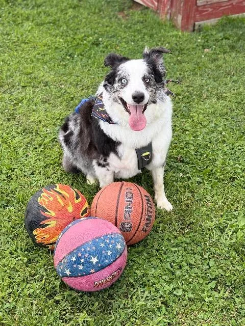 A young large-sized male Australian Shepherd dog named Dyson for adoption in Greensburg, IN