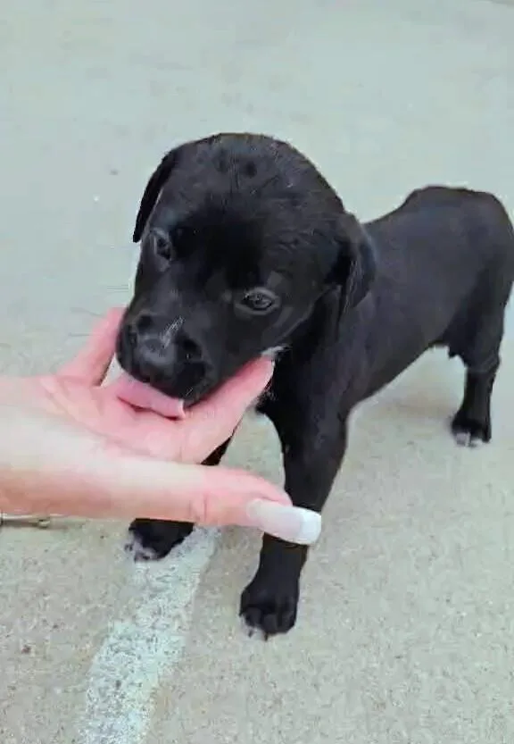 A baby medium-sized female Tricolor (Brown, Black, & White) Labrador Retriever dog named Lady for adoption in Evergreen, CO