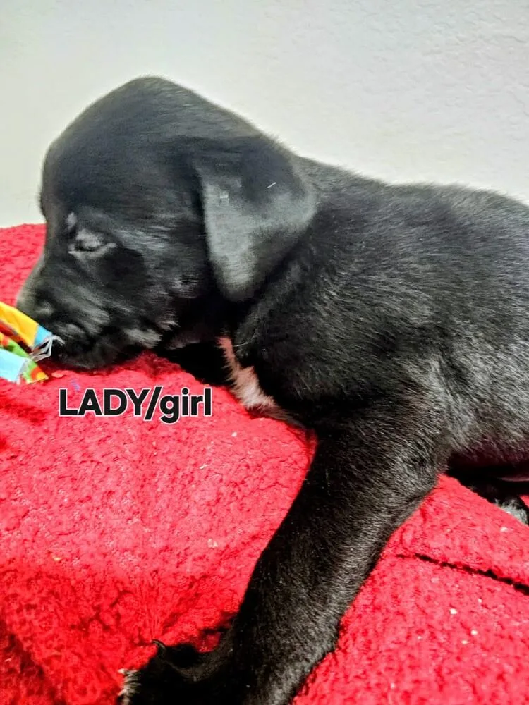 Lady thumbnail 2