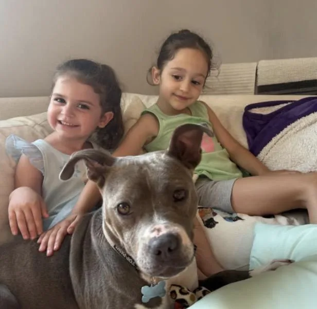 A young medium-sized female Pit Bull Terrier dog named Electra for adoption in Carmel, NY