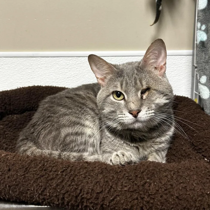 An adult medium-sized male Gray / Blue / Silver Domestic Short Hair cat named Swissroll for adoption in Blue Ridge, GA