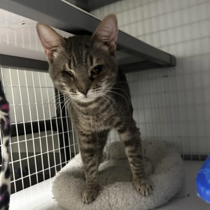 Swissroll thumbnail 3