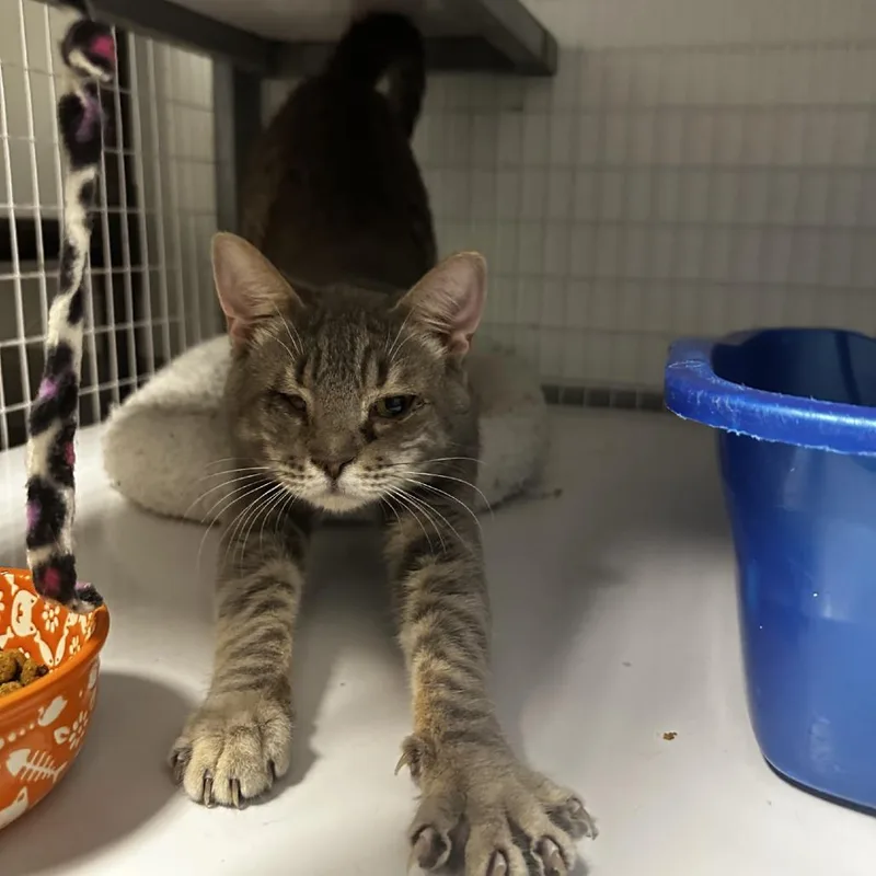 Swissroll thumbnail 4