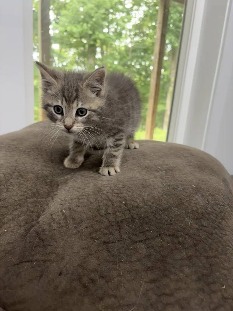 A baby small-sized male Tabby (Gray / Blue / Silver) Domestic Short Hair cat named Sorren for adoption in Clarksville, TN