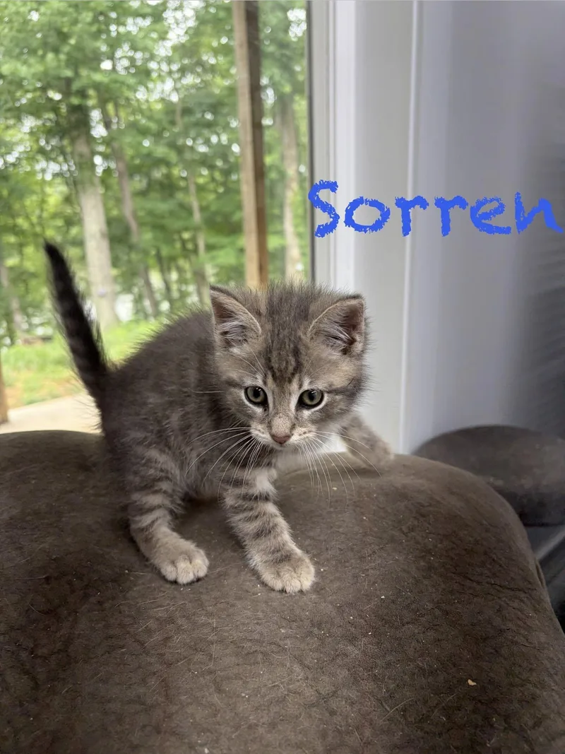 Sorren thumbnail 3