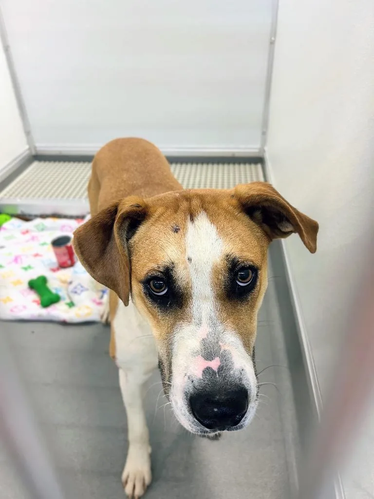A young medium-sized male Hound dog named Utz for adoption in Bryant, AR