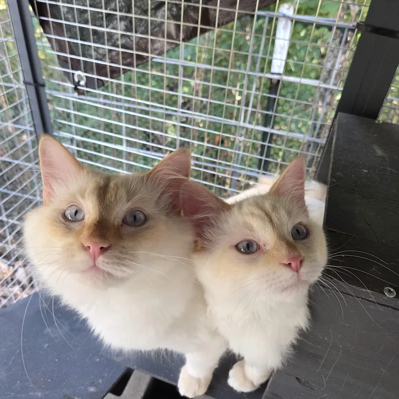 A young medium-sized male Flame Point Siamese cat named Oakley for adoption in Columbia, MO