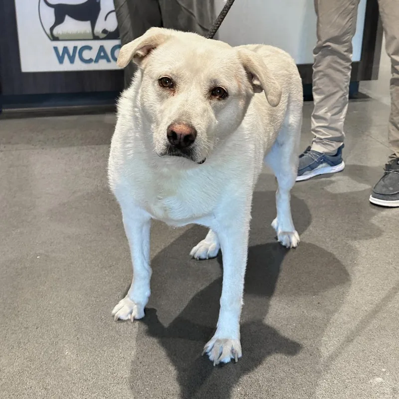 An adult large-sized female Yellow / Tan / Blond / Fawn Yellow Labrador Retriever dog named Coconut for adoption in Franklin, TN