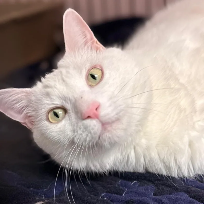 An adult large-sized male Domestic Short Hair cat named Salt for adoption in Cumming, GA