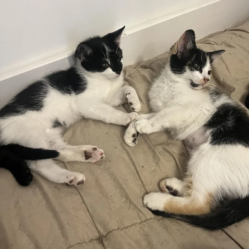 Moon Pie thumbnail 2